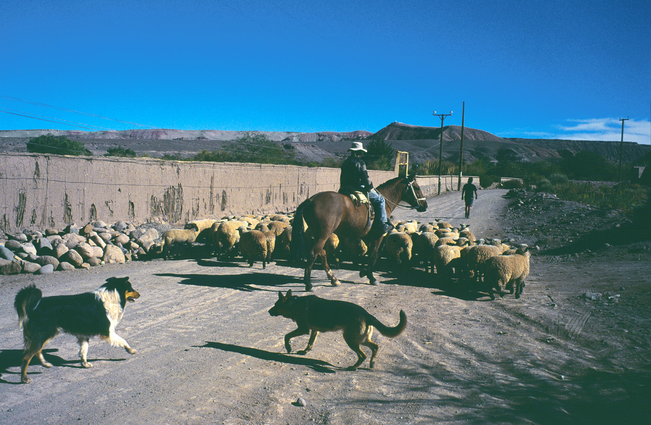 chi_9_37 san pedro gaucho.jpg - Atacama San Pedro de Atacama un gaucho, son troupeau et ses chiens